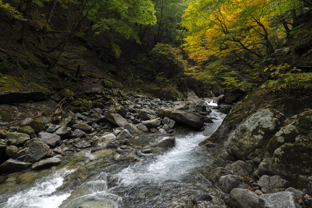 紅葉の渓谷を流れる渓流