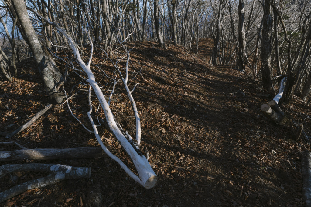 朽ち木が倒れる登山道