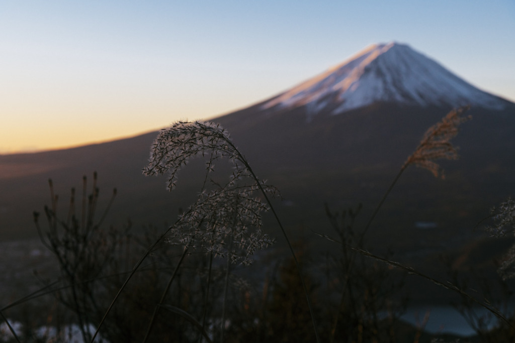 朝焼けの富士山とススキ