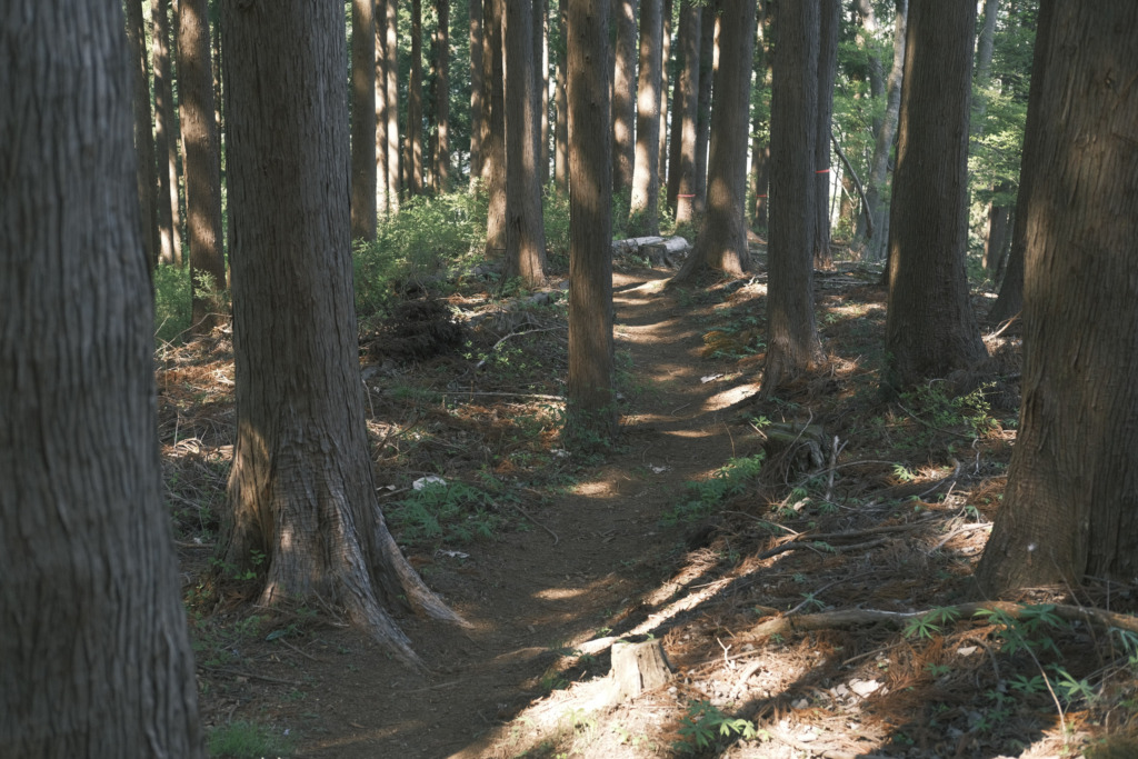 杉林の下山路