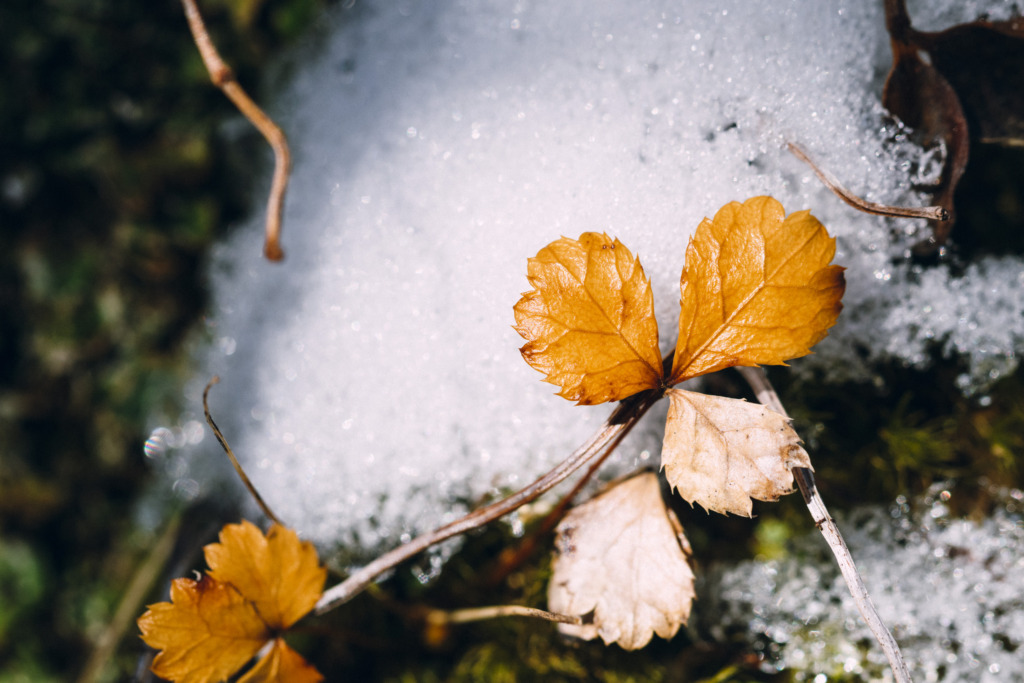 雪解けの地面に落ちた枯葉