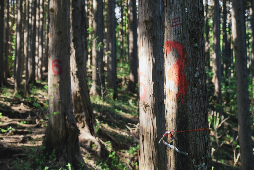 伐採用の番号が振られた杉