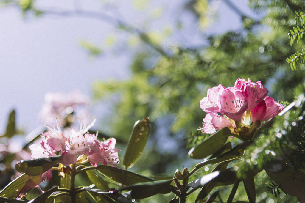 花咲くシャクナゲ