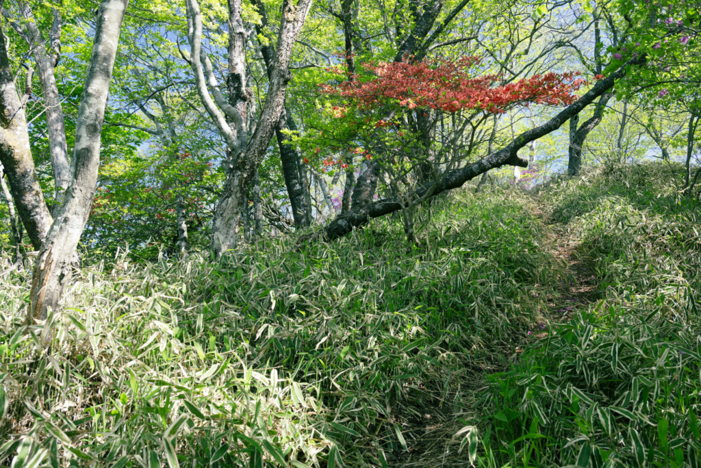 ヤマツツジが咲く登山道
