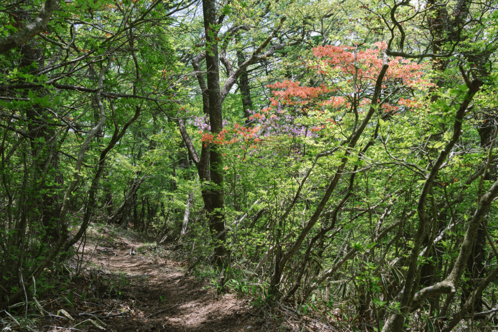 茶ノ木畑の登山道