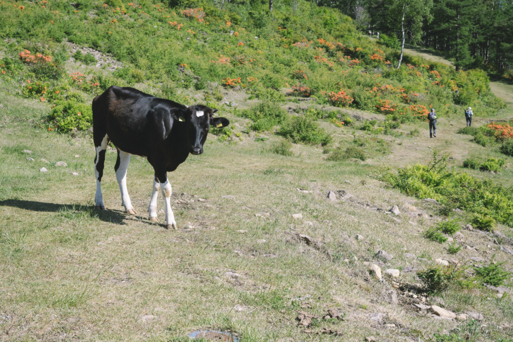 牧場の牛