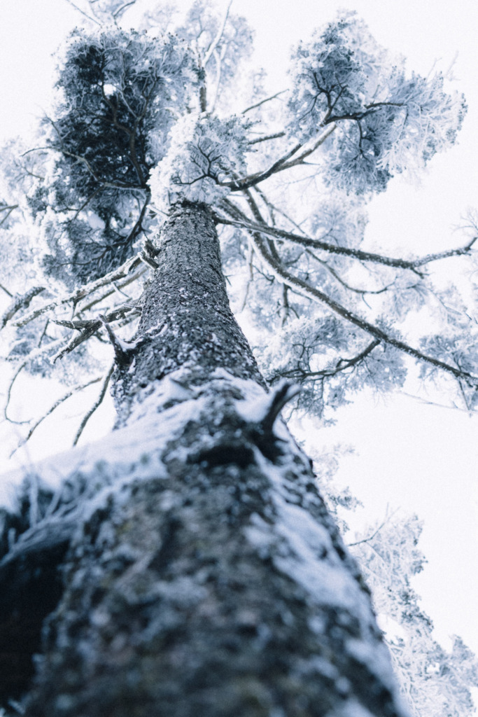 雪を纏った針葉樹