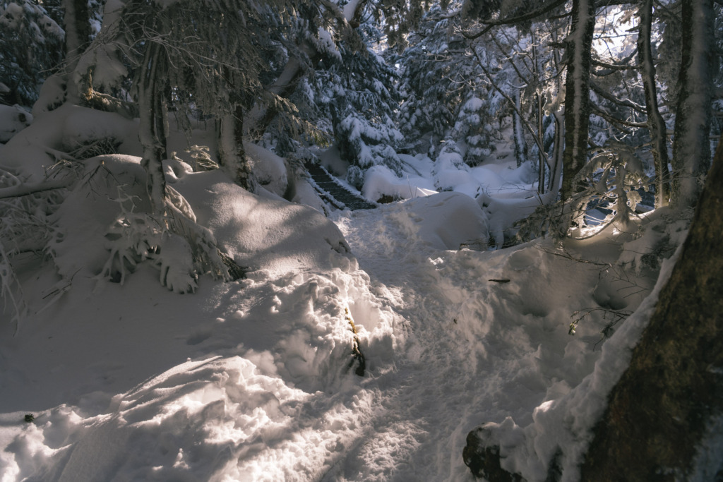 日差しが差す雪の森