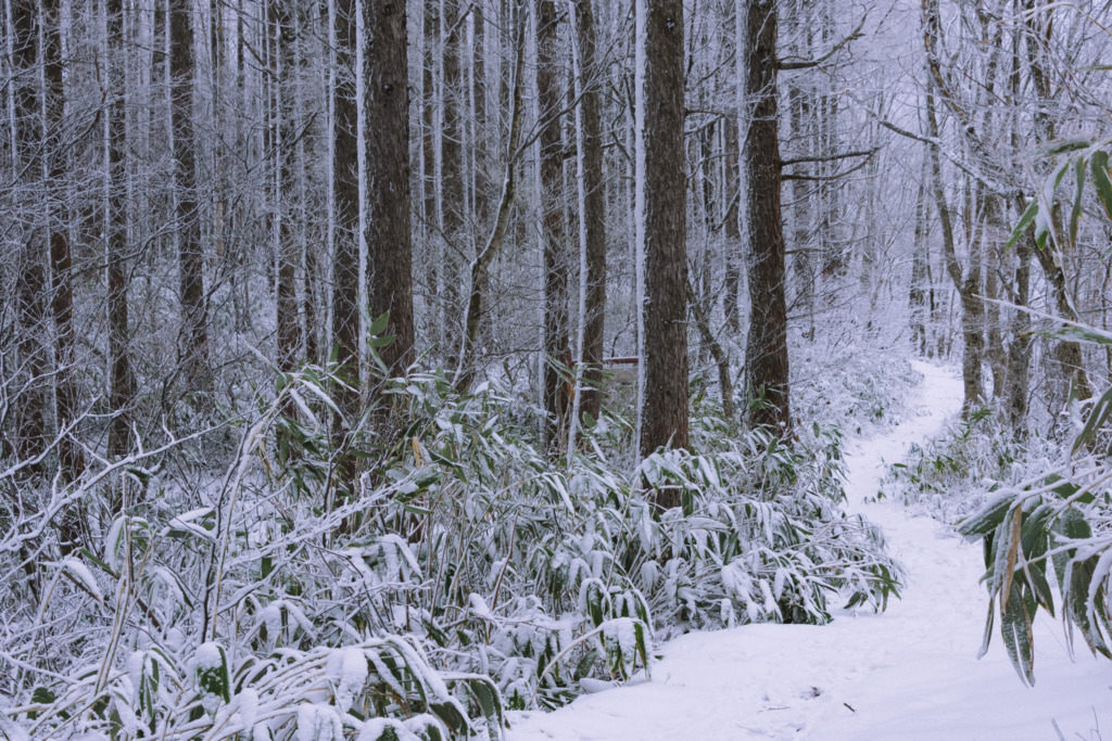 雪と静寂の森