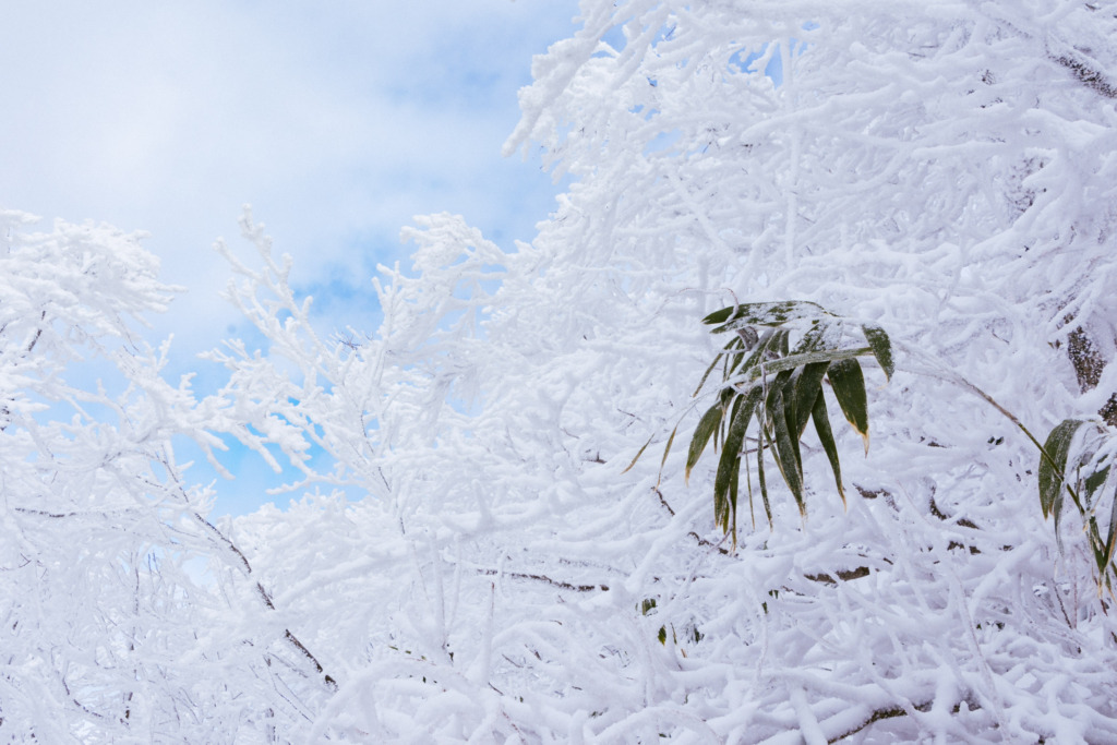 雪化粧した木々と笹