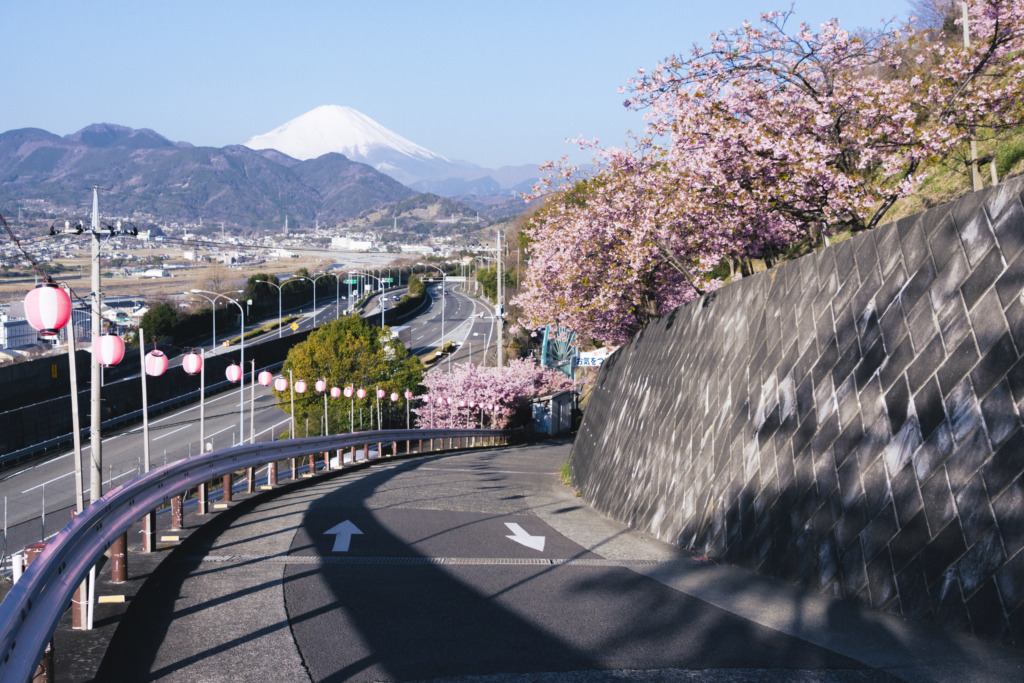 桜祭り会場の坂と富士山