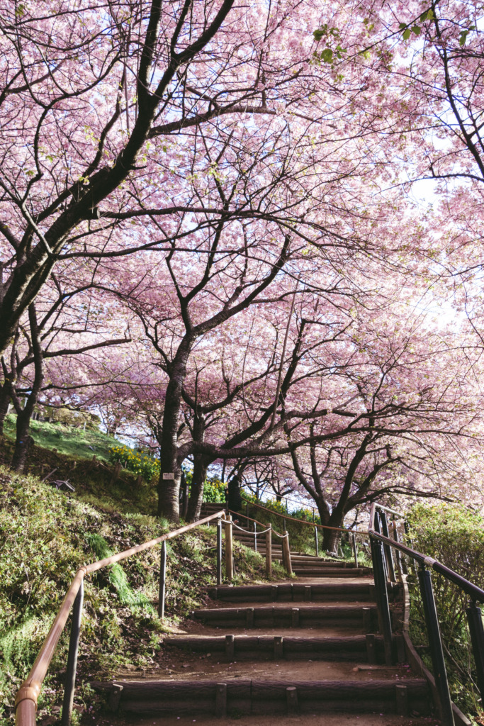 松田山の桜