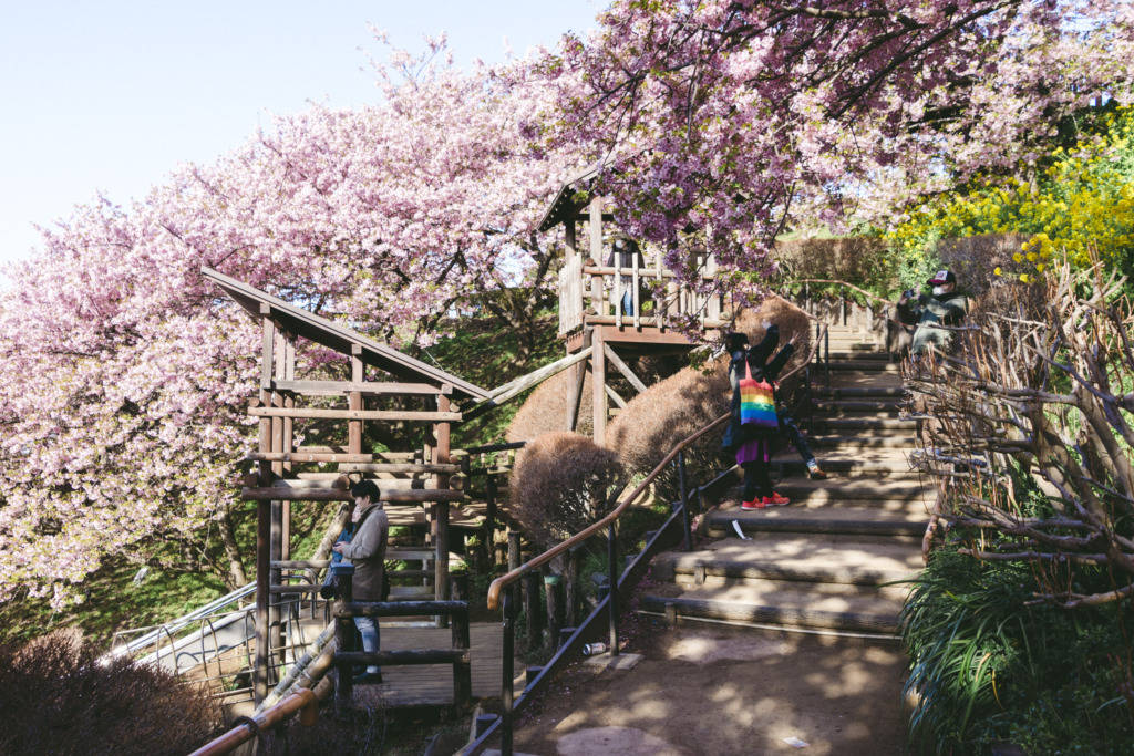 松田山の遊具と桜