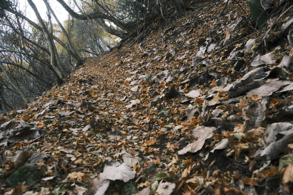 落ち葉にまみれた登山道
