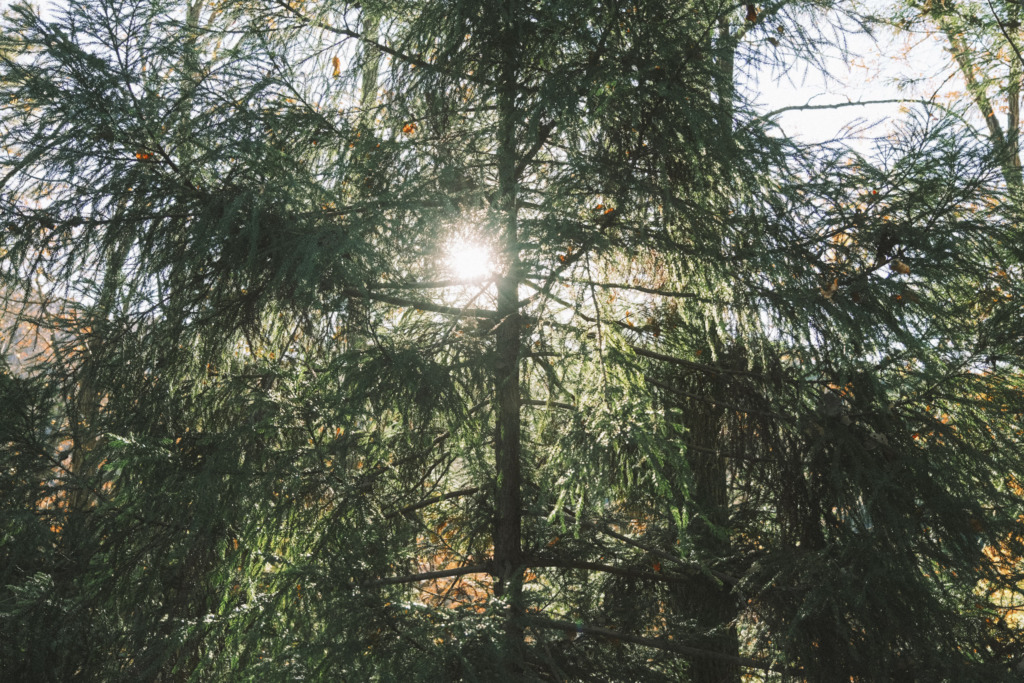 森に差し込む太陽の光