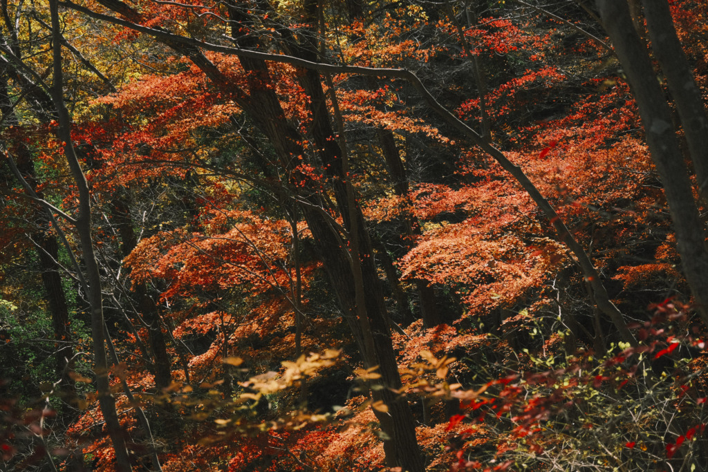むすび山の紅葉