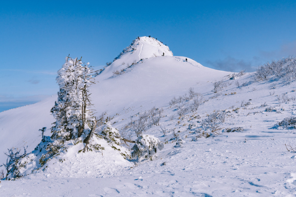 雪を纏った木と剣ヶ峰