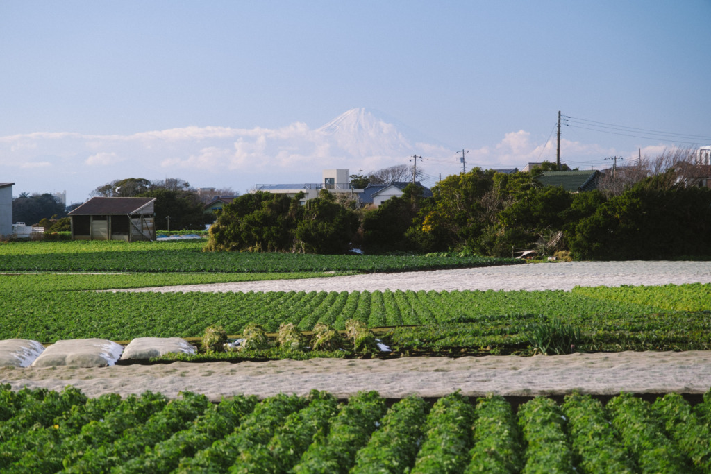 三浦半島から見る富士山