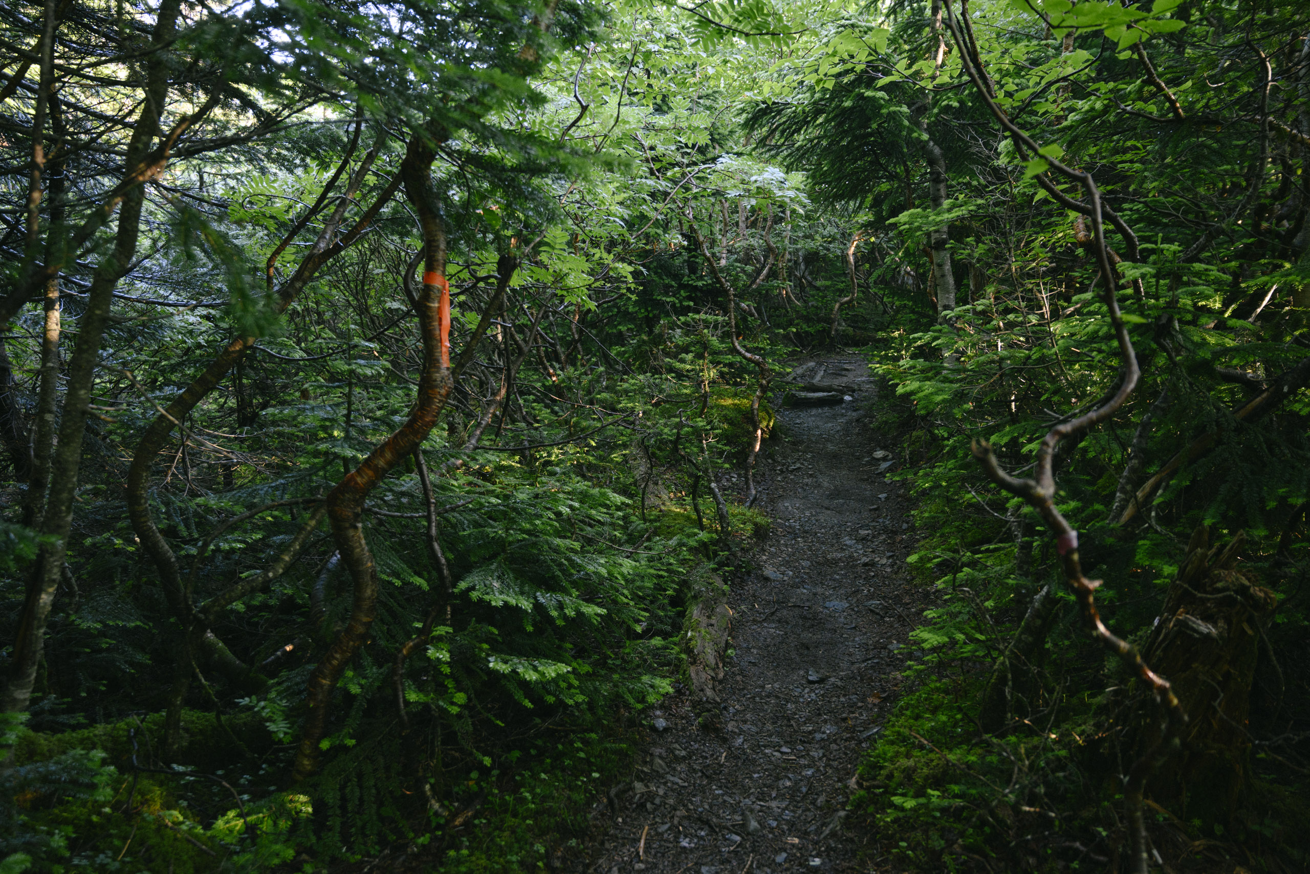 うっそうとした樹林の登山道