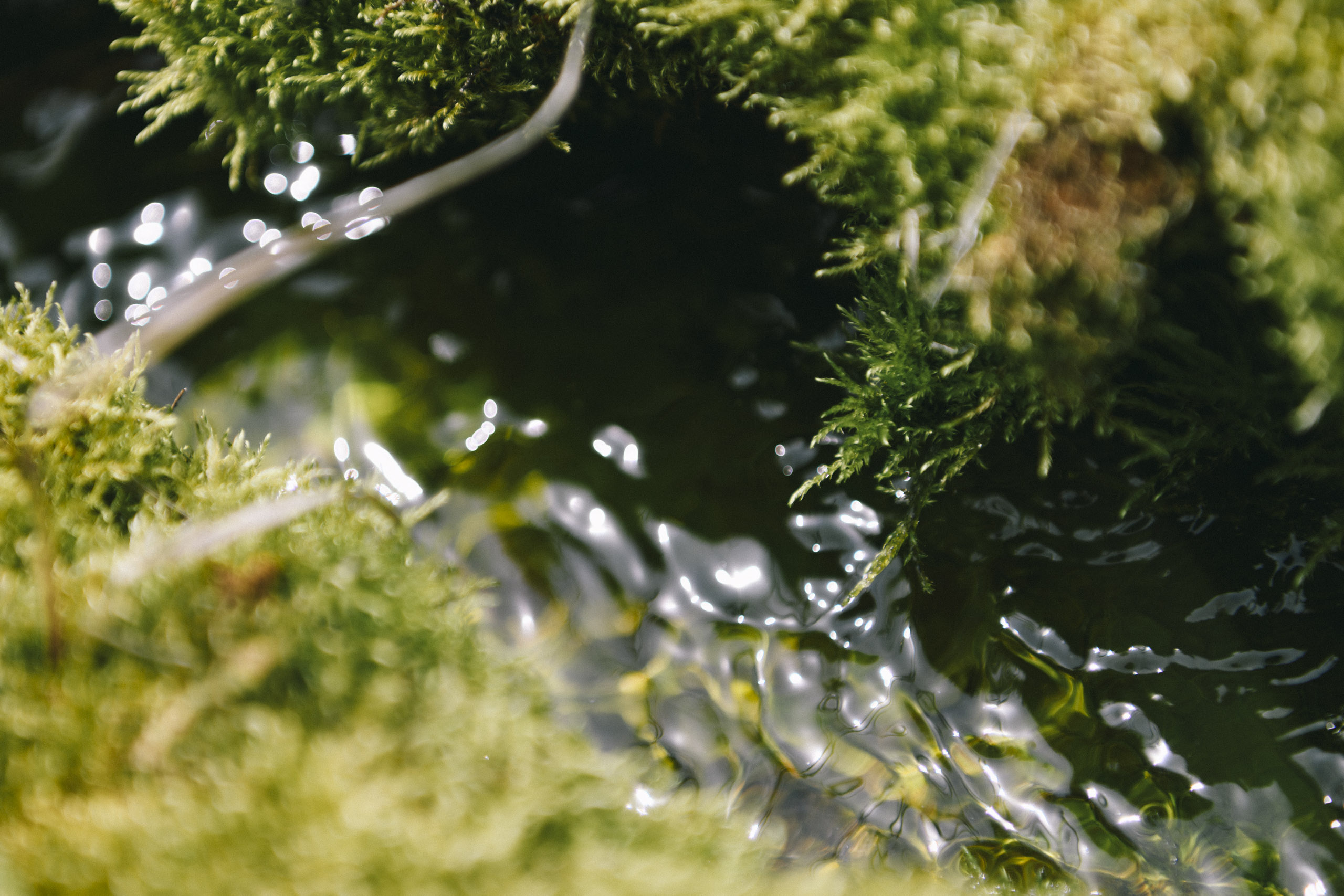 美しい苔が自生する龍神の池