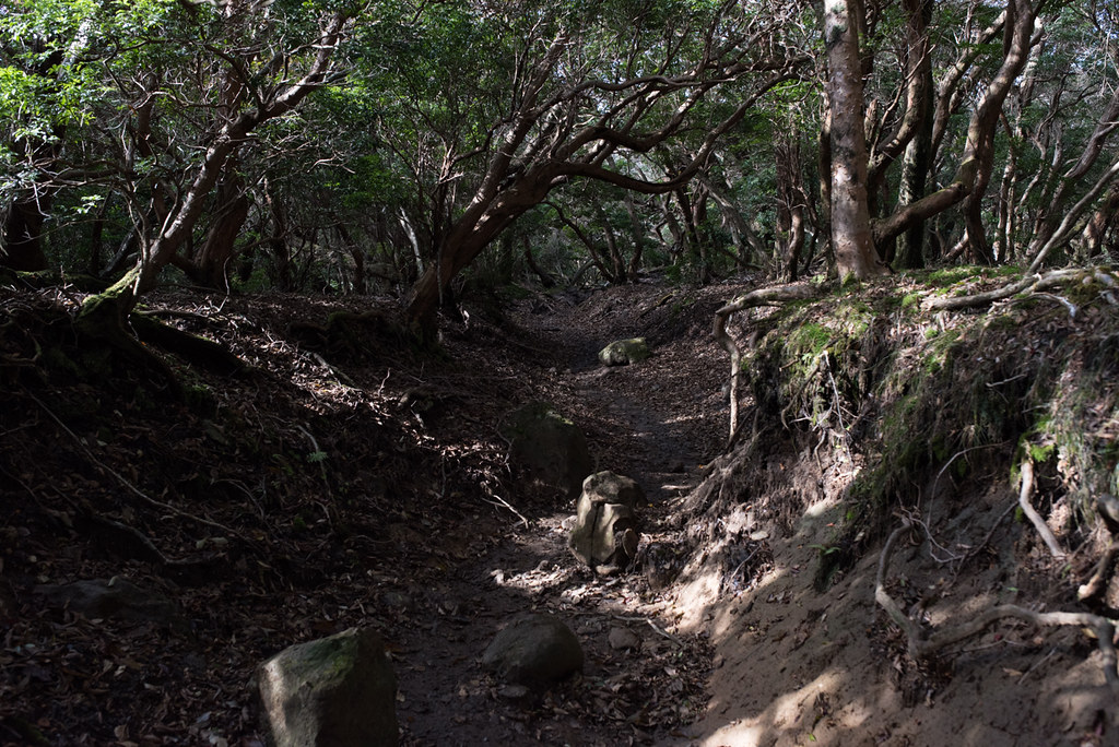 万三郎岳への登山道
