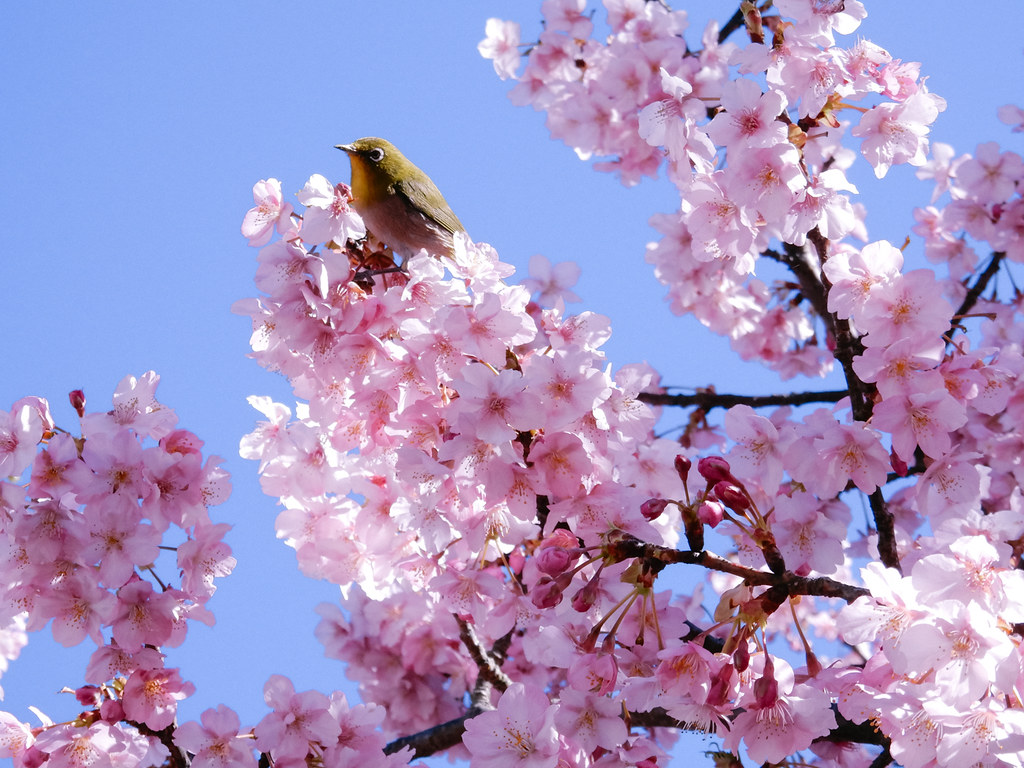 三浦海岸の河津桜とメジロ