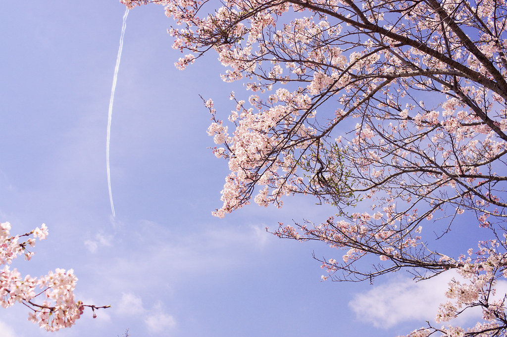 満開の桜と飛行機雲