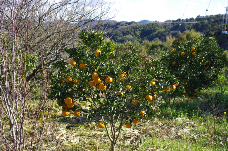 畑の柑橘