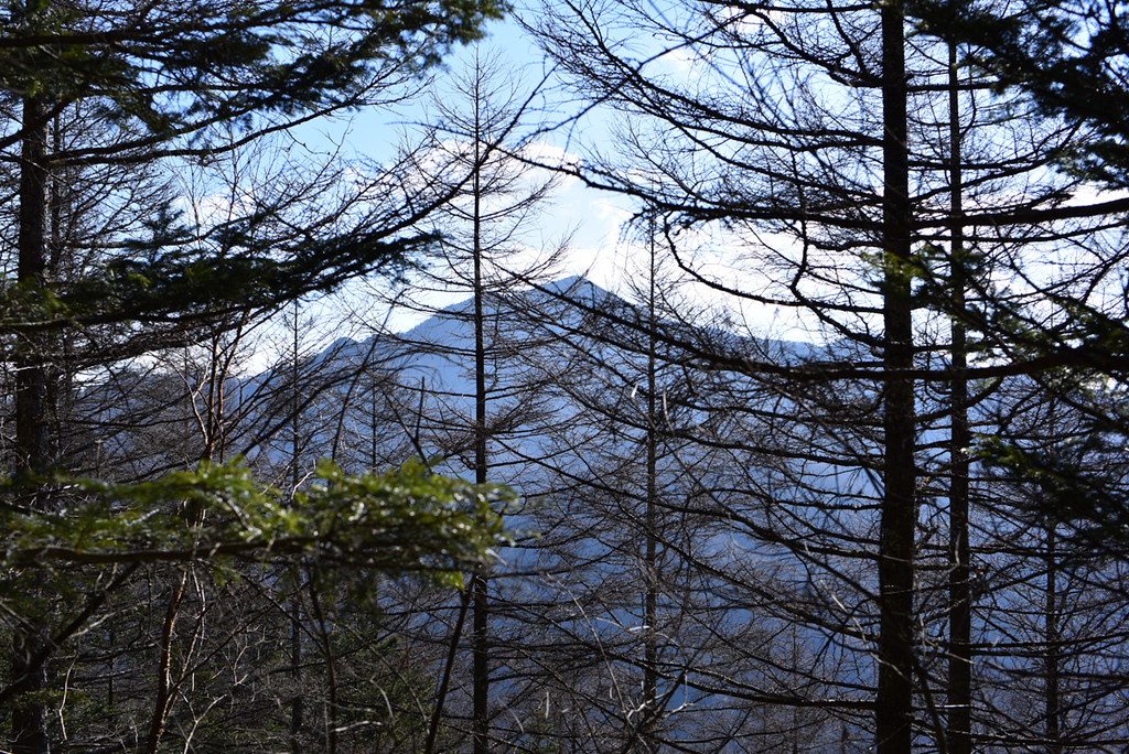 樹林帯から見る大菩薩嶺