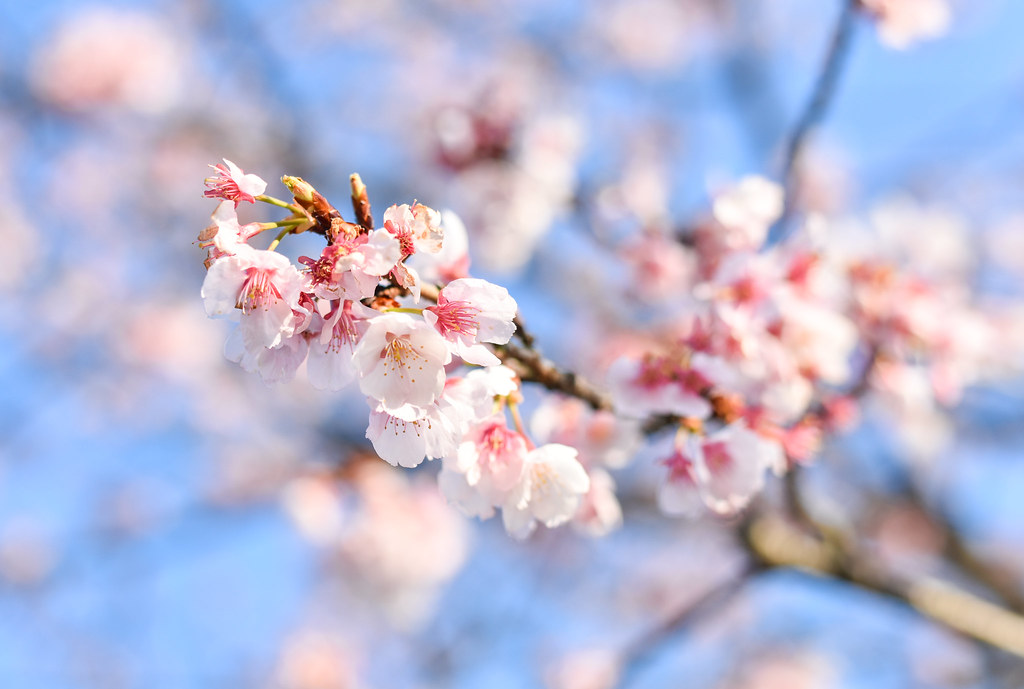 三毳山の桜