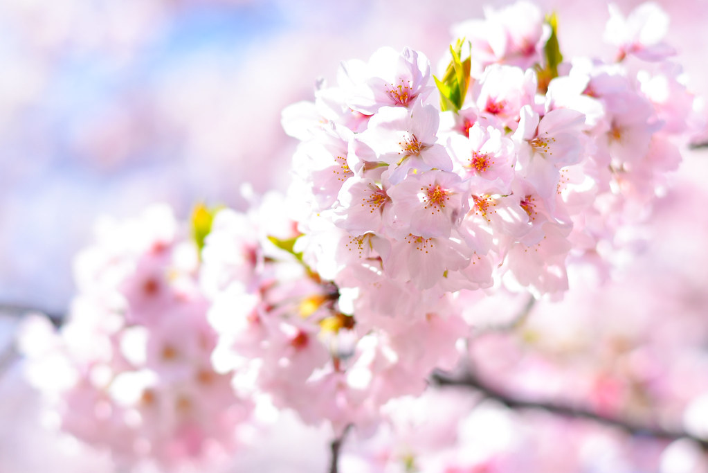 香貫山展望台の桜