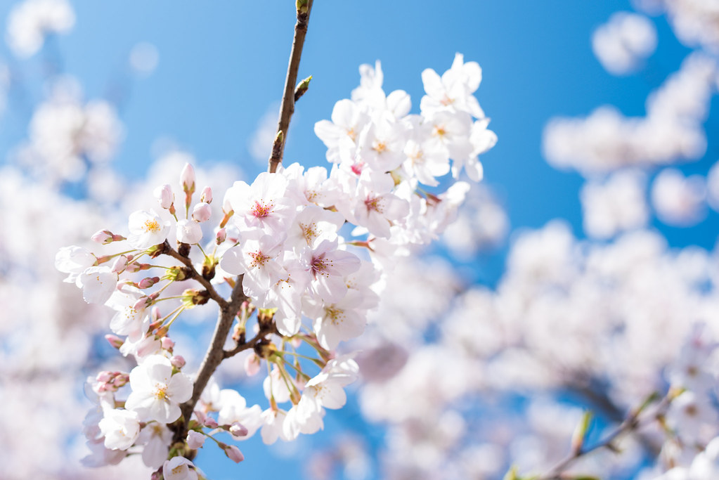 香貫山展望台の桜