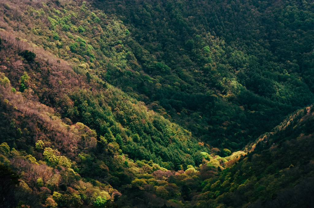 金ヶ岳山頂から見下ろす樹林帯