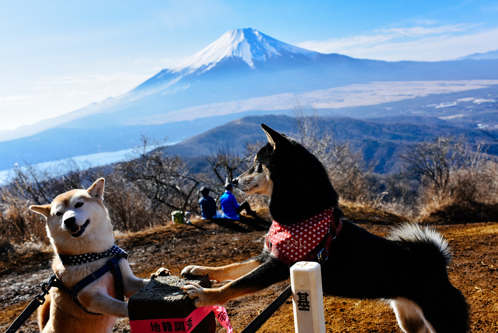 石割山山頂から見た富士山と犬