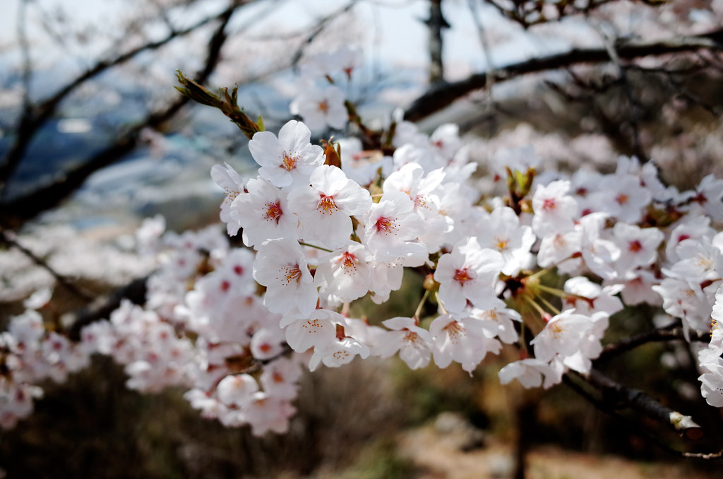 みかも山の桜