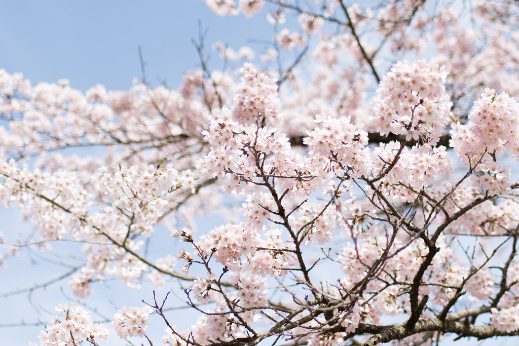 nikkor35mmf1.8で撮影した桜