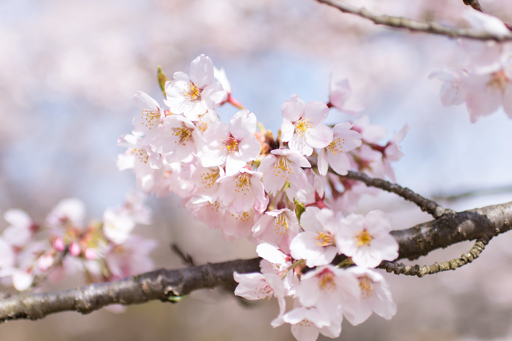 nikkor35mmf1.8で撮影した桜
