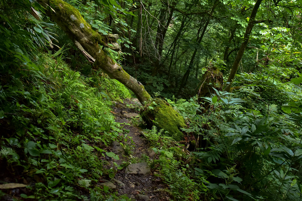 鍋平駐車場から新穂高へ