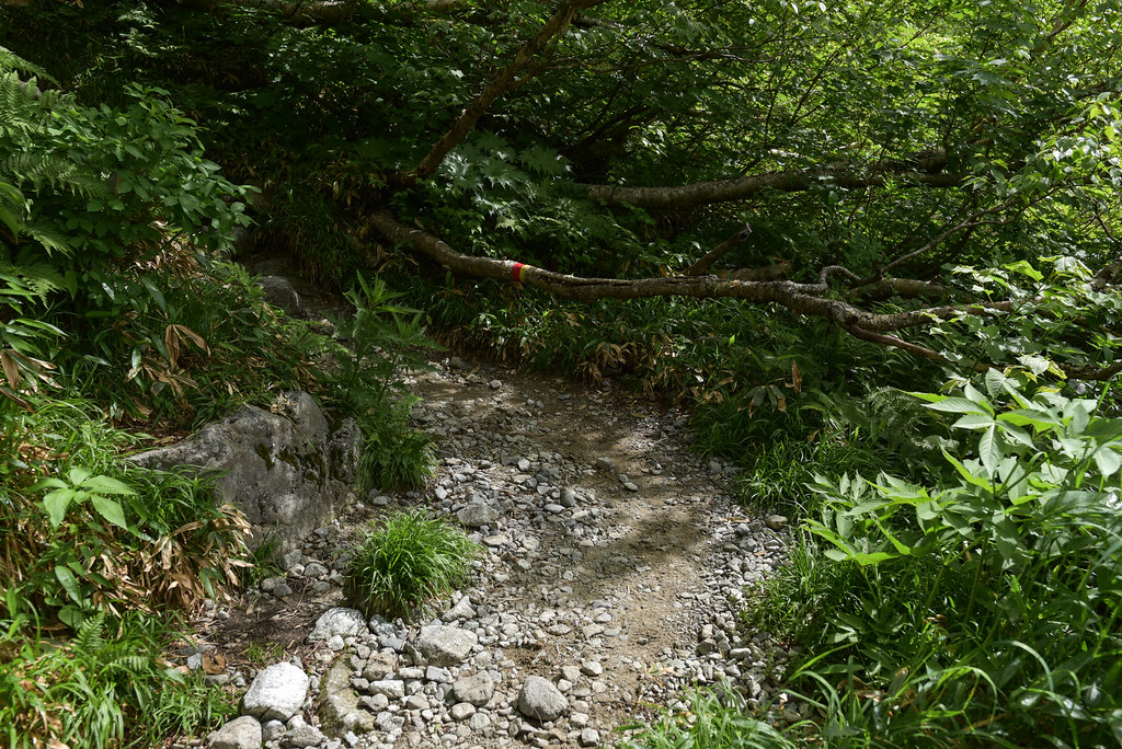 秩父沢から鏡平へ
