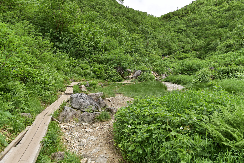 シシウドヶ原から鏡平へ