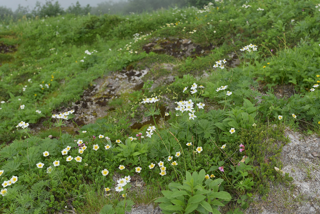 弓折岳から双六岳へ