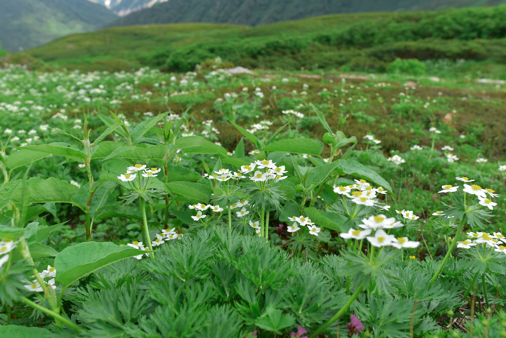 双六小屋から鷲羽岳へ
