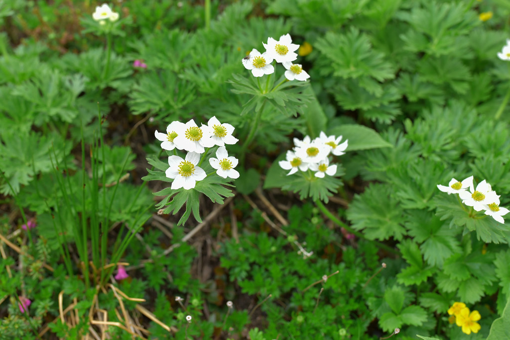 双六小屋から鷲羽岳へ