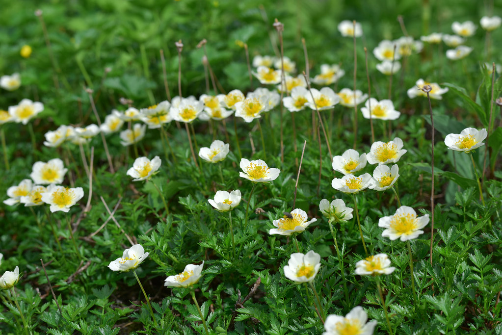 双六小屋から鷲羽岳へ