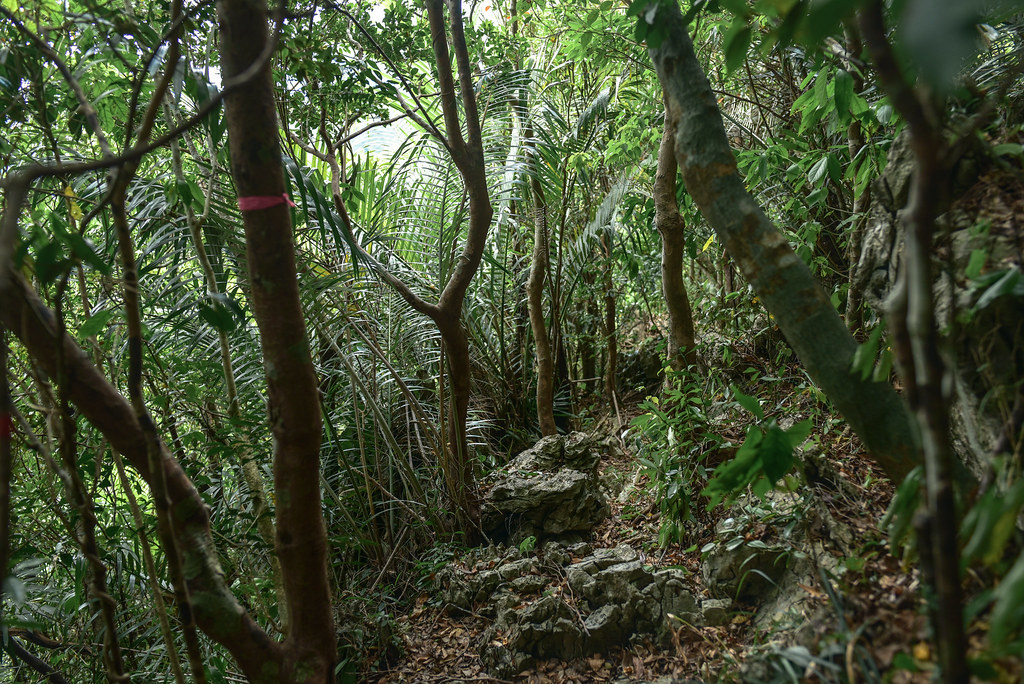 ジャングルを進む登山
