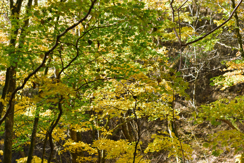 笠取山の紅葉