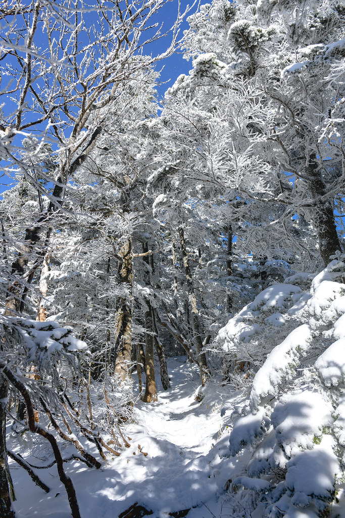 雪化粧した木々