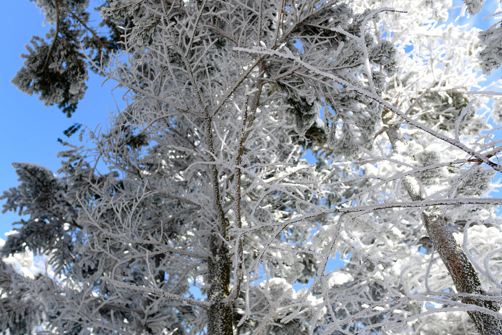 雪化粧した木々
