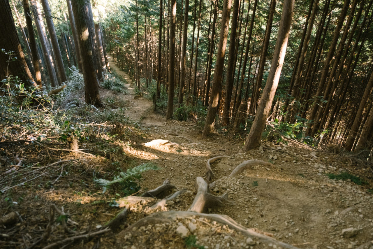 奥武蔵の杉林