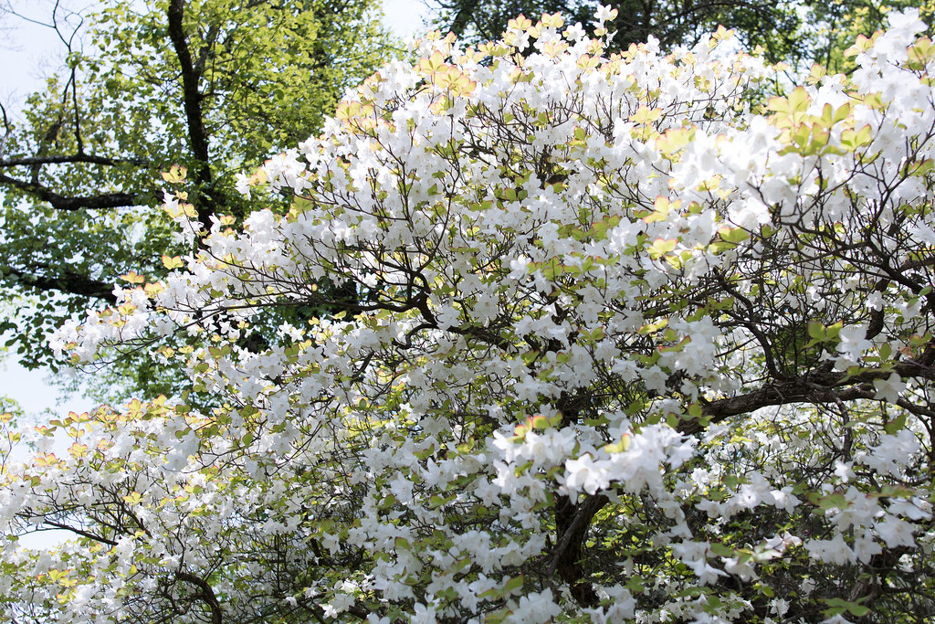丹沢のシロヤシオ